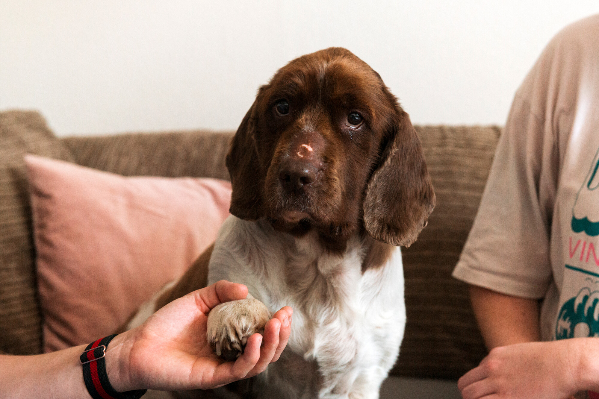 A brown and white springer spaniel called Willow giving a paw to her owner
