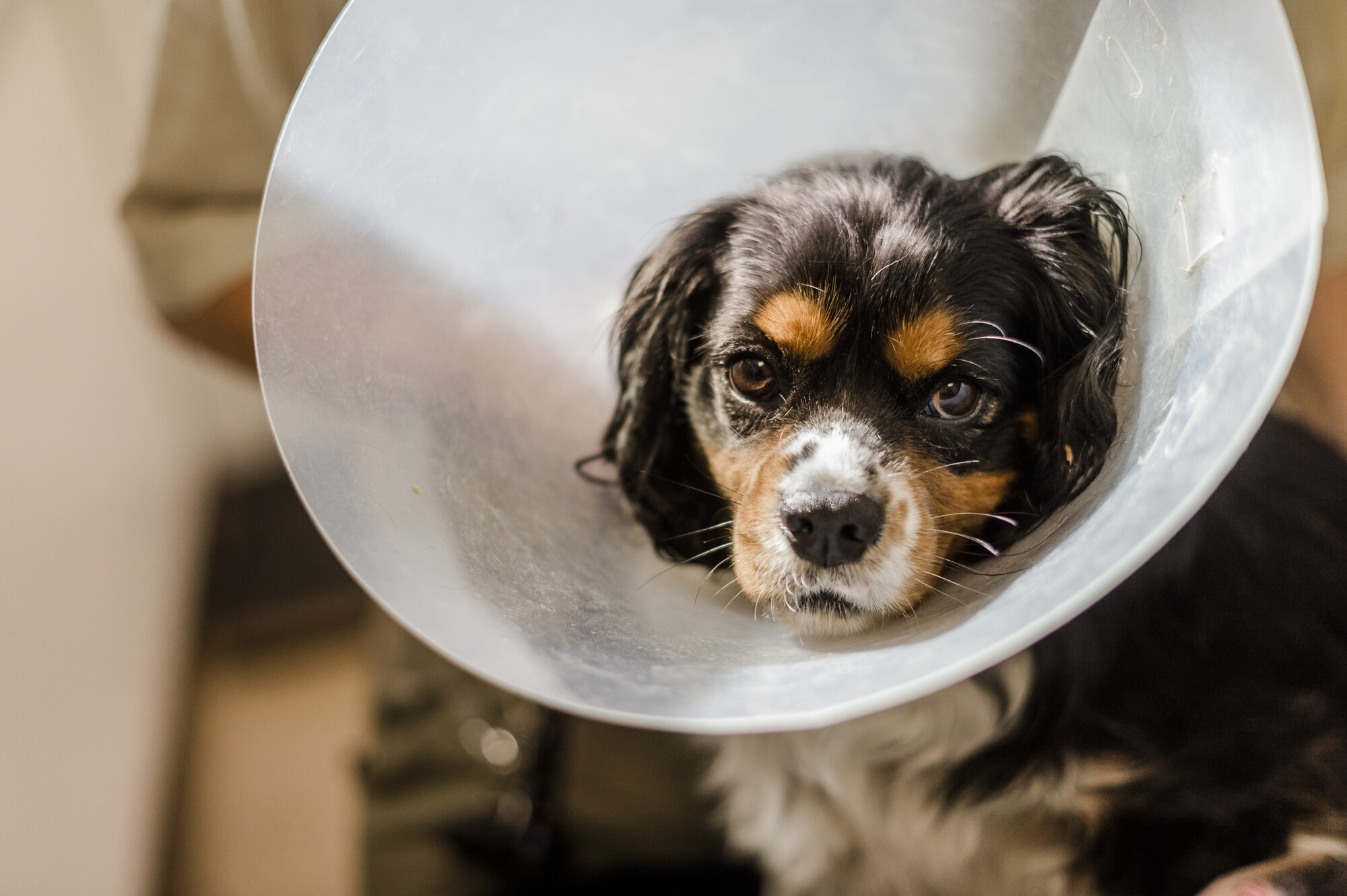 A black, brown and white dog wears a plastic vet cone. They are looking at the camera.