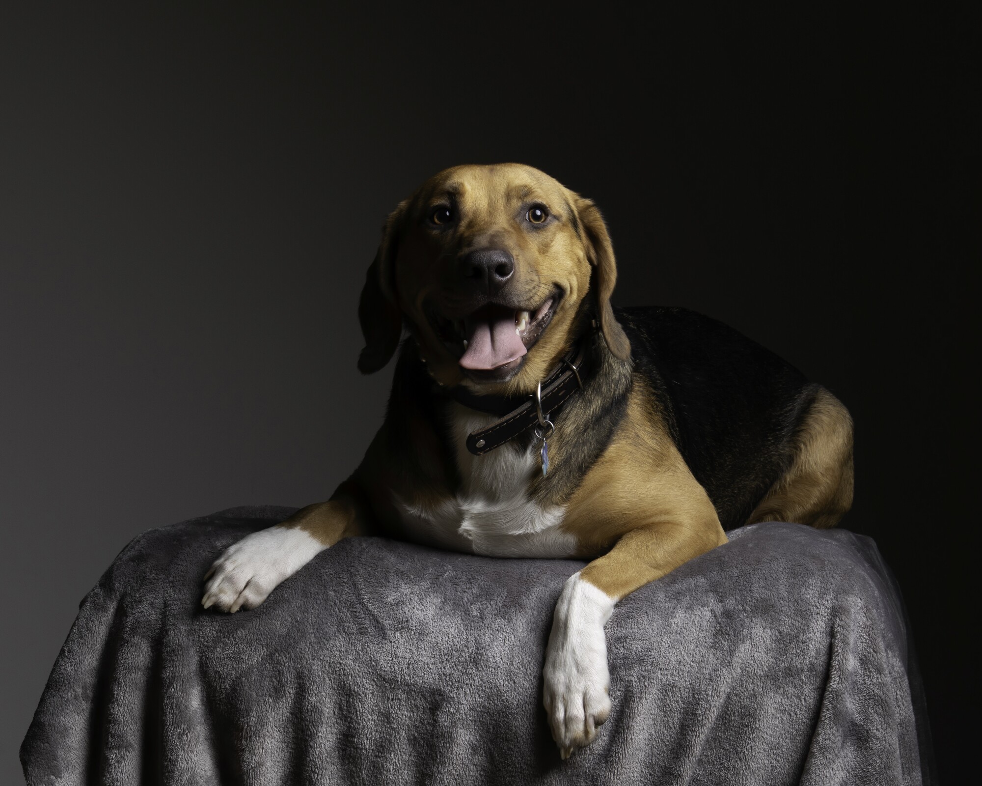 Dog Bagel at his photoshoot lying on a grey blanket looking to camera with his tongue partially out