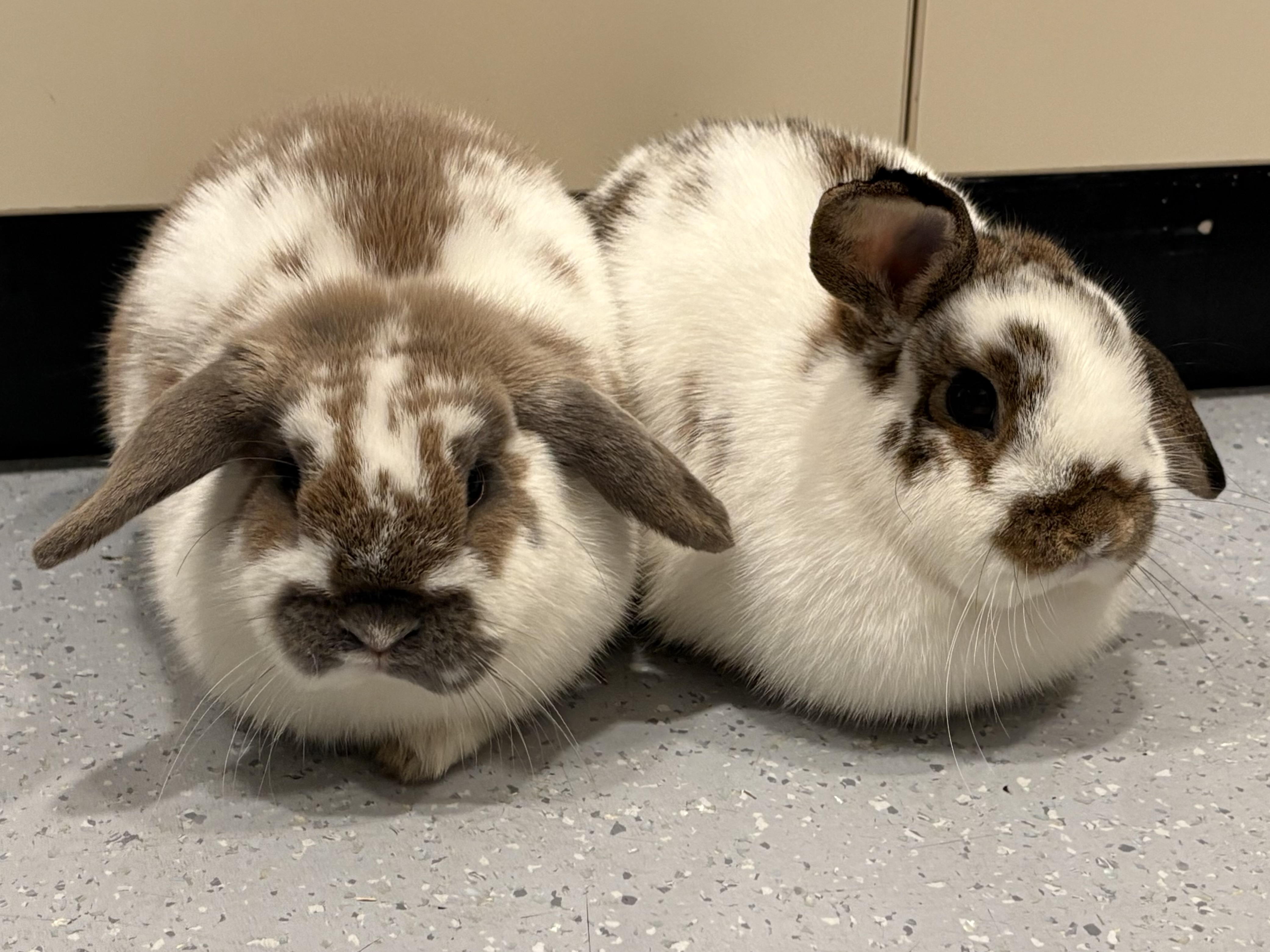 White and fawn rabbits Honey and Bee sat huddled up next to each other on a grey speckled floor