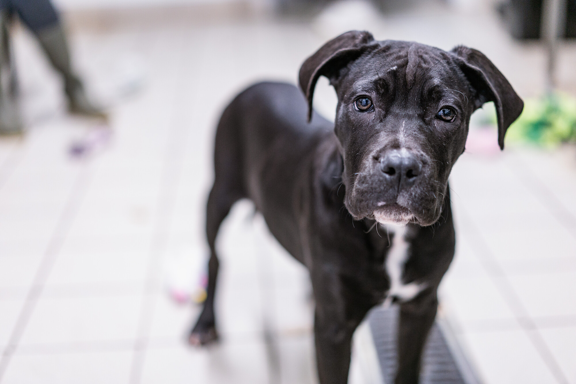 Black cane corso puppy with white chest marking standing on tiled floor looking to camera