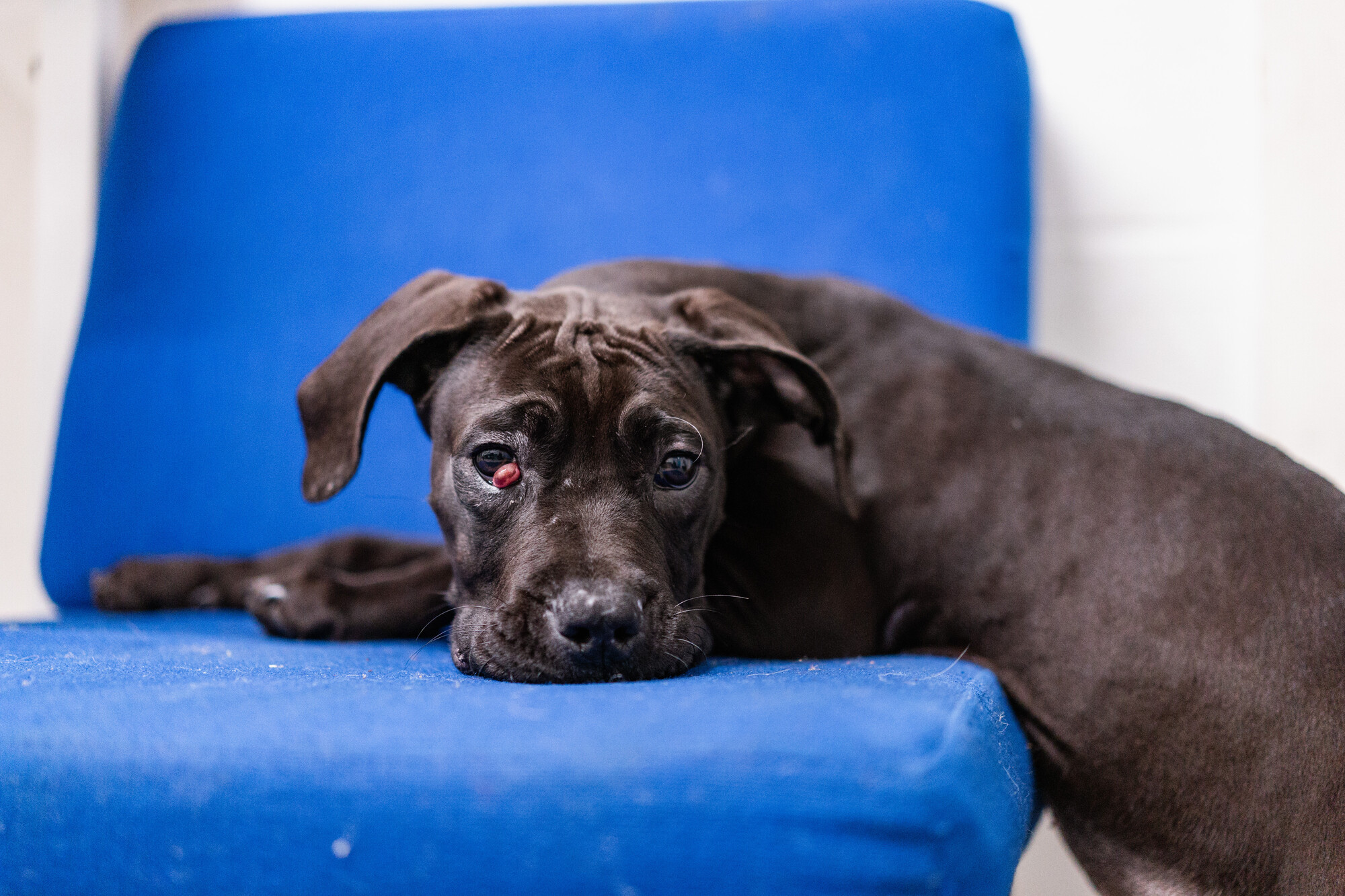 Black cane corso puppy with cherry eye rests his front paws and head on a blue chair with his back legs on the floor. He looks to the camera with a crinkled forehead.