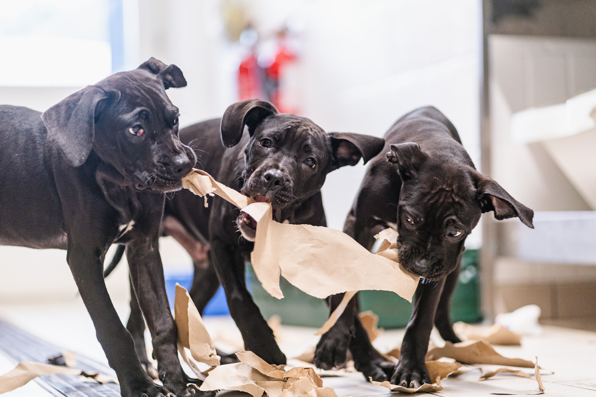 Action shot of three black cane corso puppies tearing up brown paper together