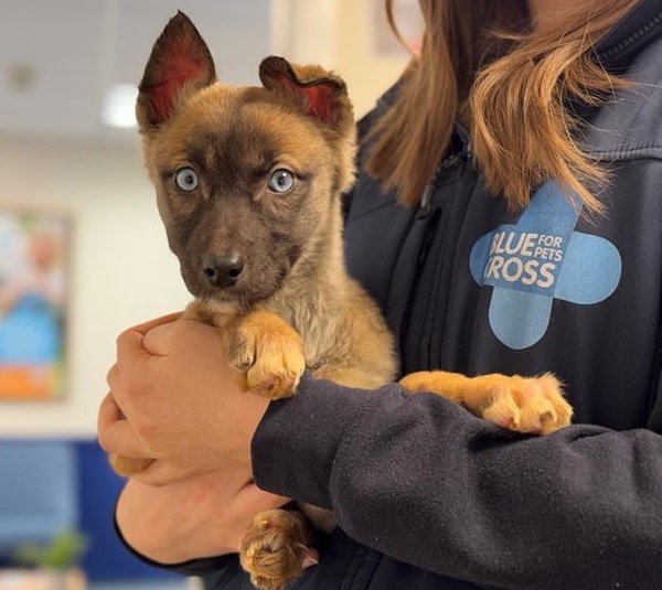 Malinois puppy being held by Blue Cross team member with logo showing. Puppy looks alert with ears erect but one slightly floppy.
