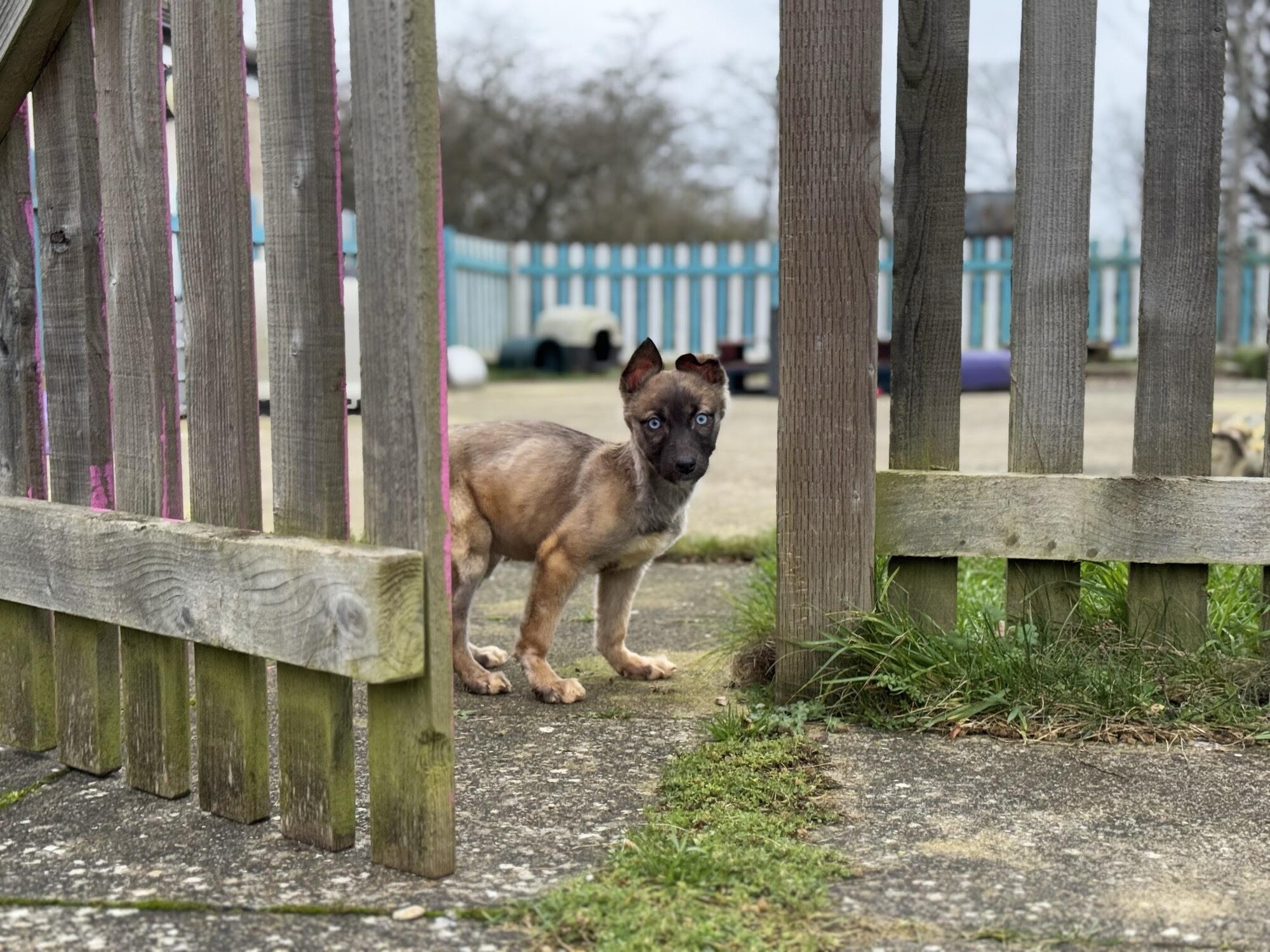 Tan puppy Athena with black snout stood up and peering through an open gate