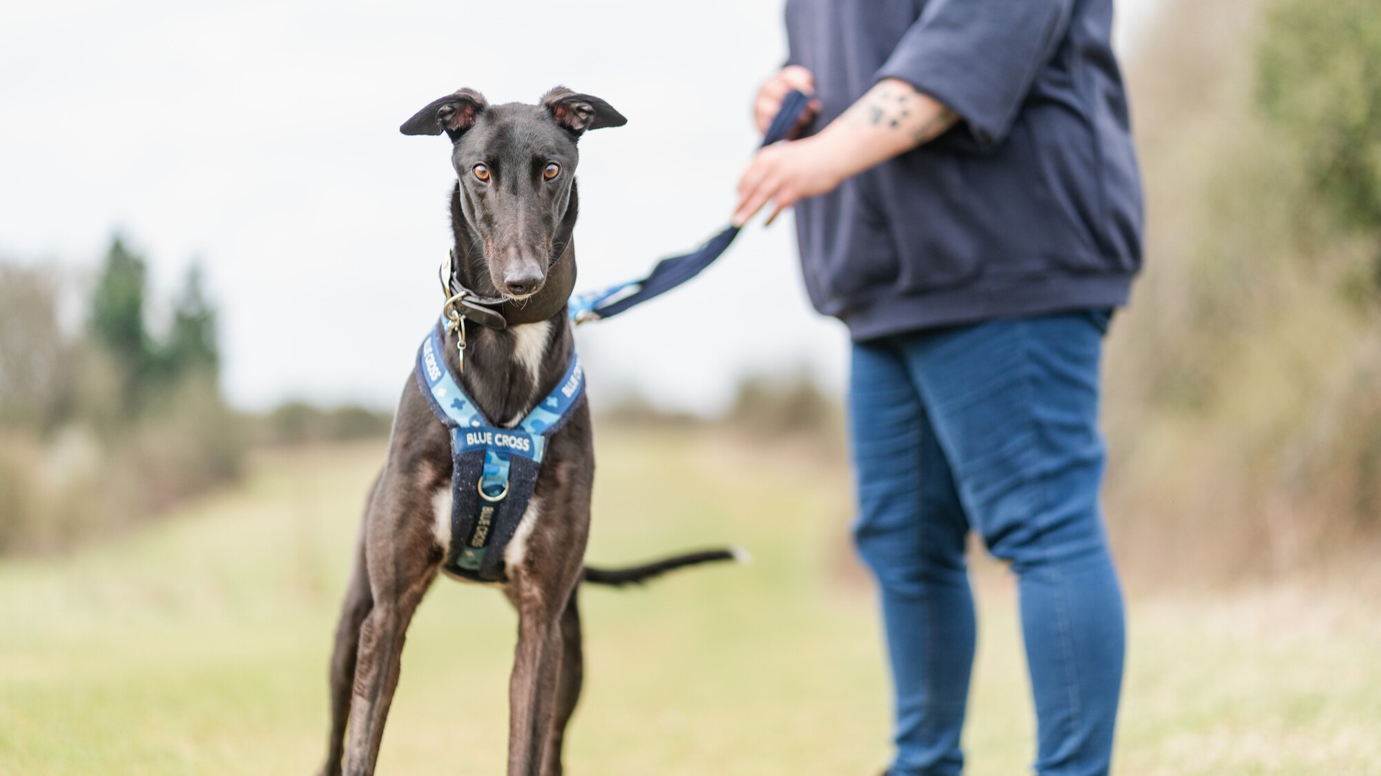 A black greyhound wears a blue harness attached to a lead. Their owner holds the lead as the greyhound looks at the camera.