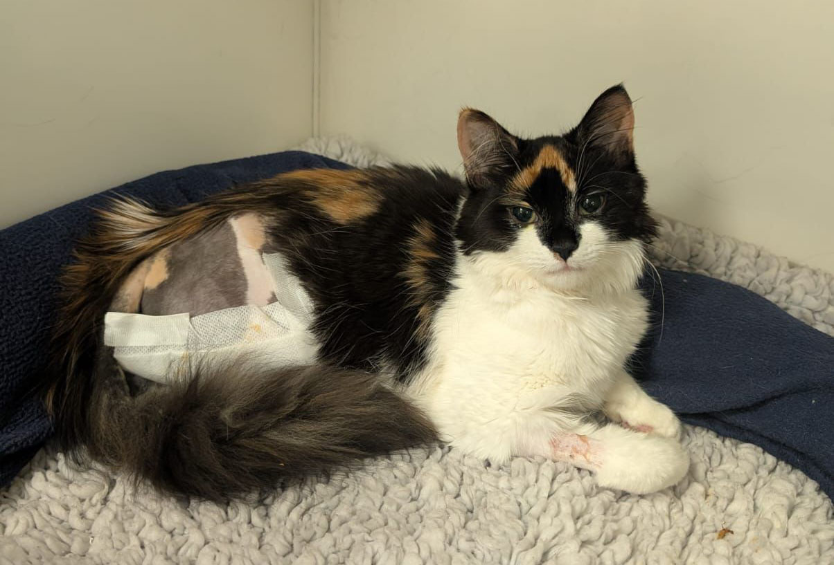 Cat with white chest and legs and black and tan face and body with shaved back end where her leg has been amputated