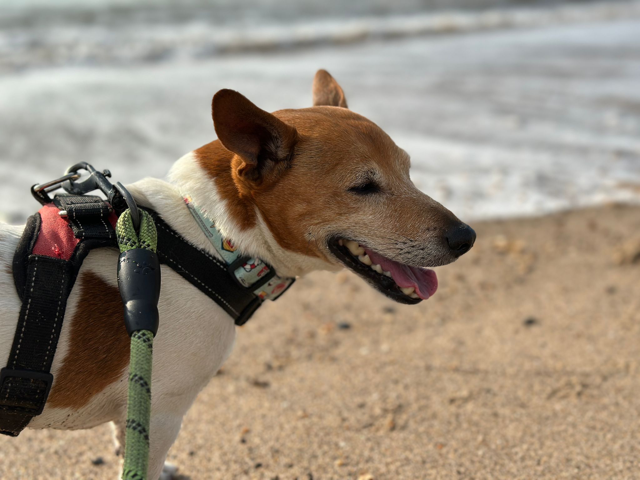 Tan and white terrier Bobby on a beach, photographed from the side with water lapping in the background