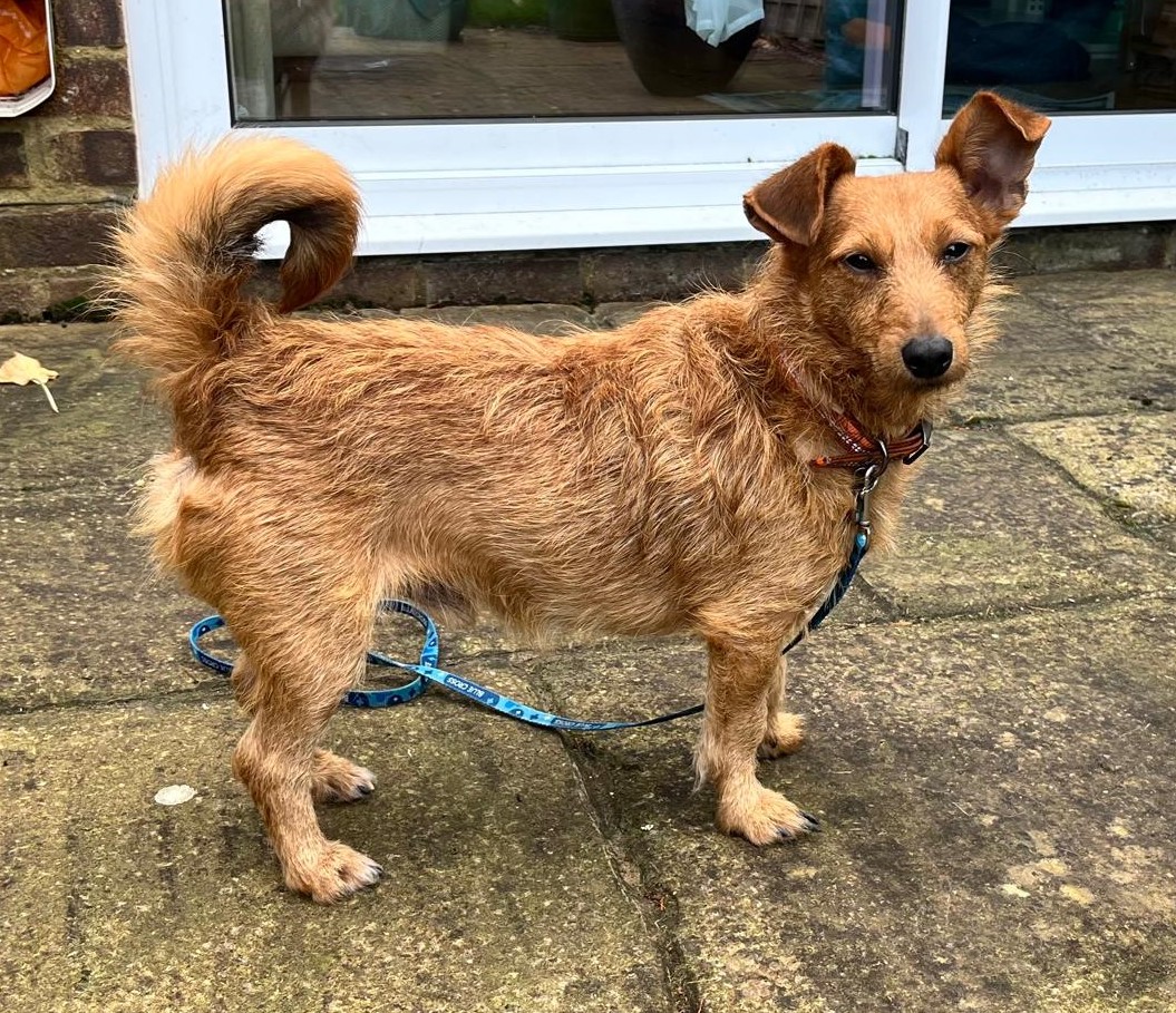 Tan wire haired terrier Goose stands on a paved area side on, looking curiously at the camera