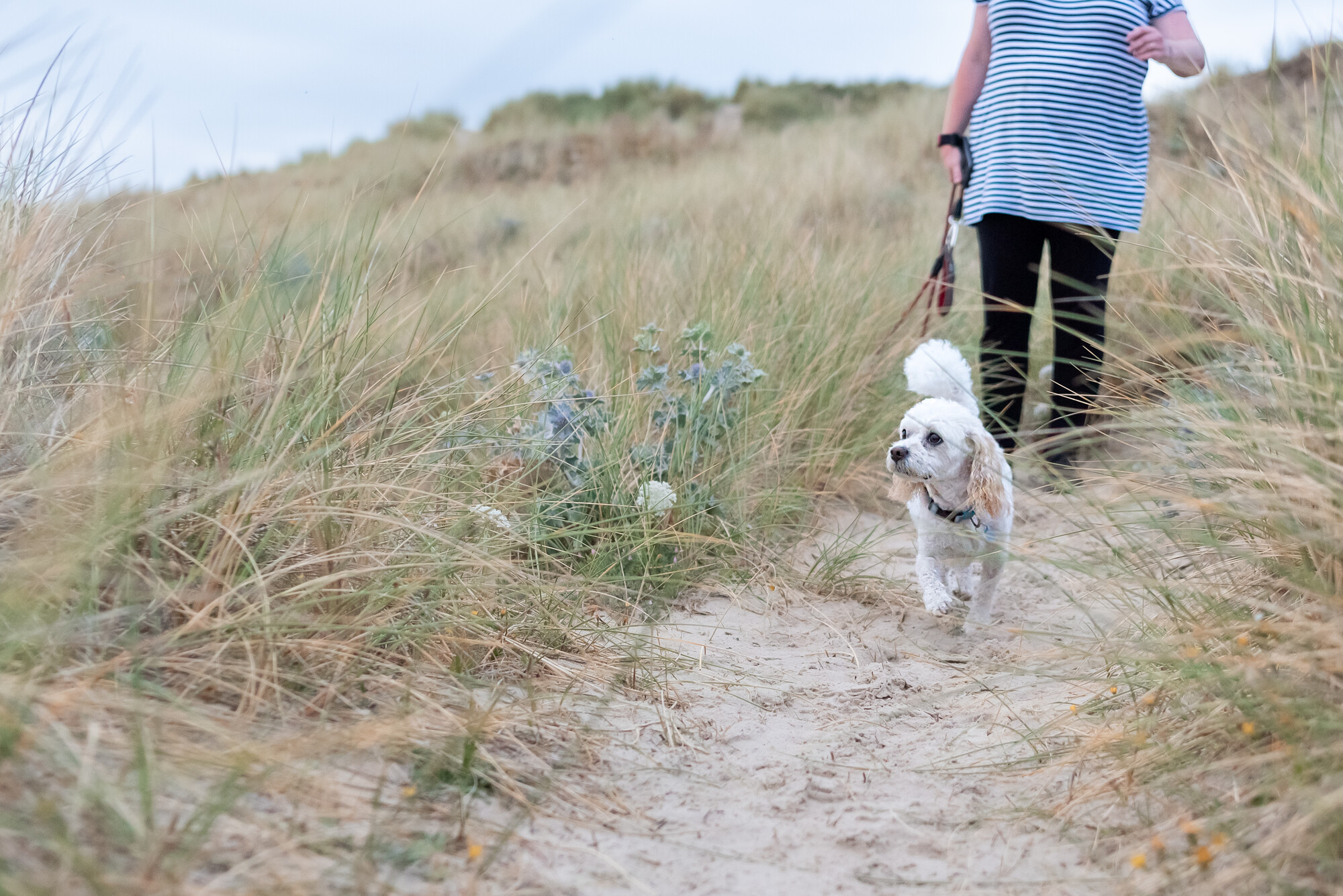 White dog Basil walking on a grassy sand dune with his owner trailing in the background