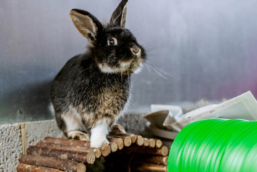 Black rabbit Dasher perched inquisitively on a wooden tunnel with another green enrichment activity in front of him