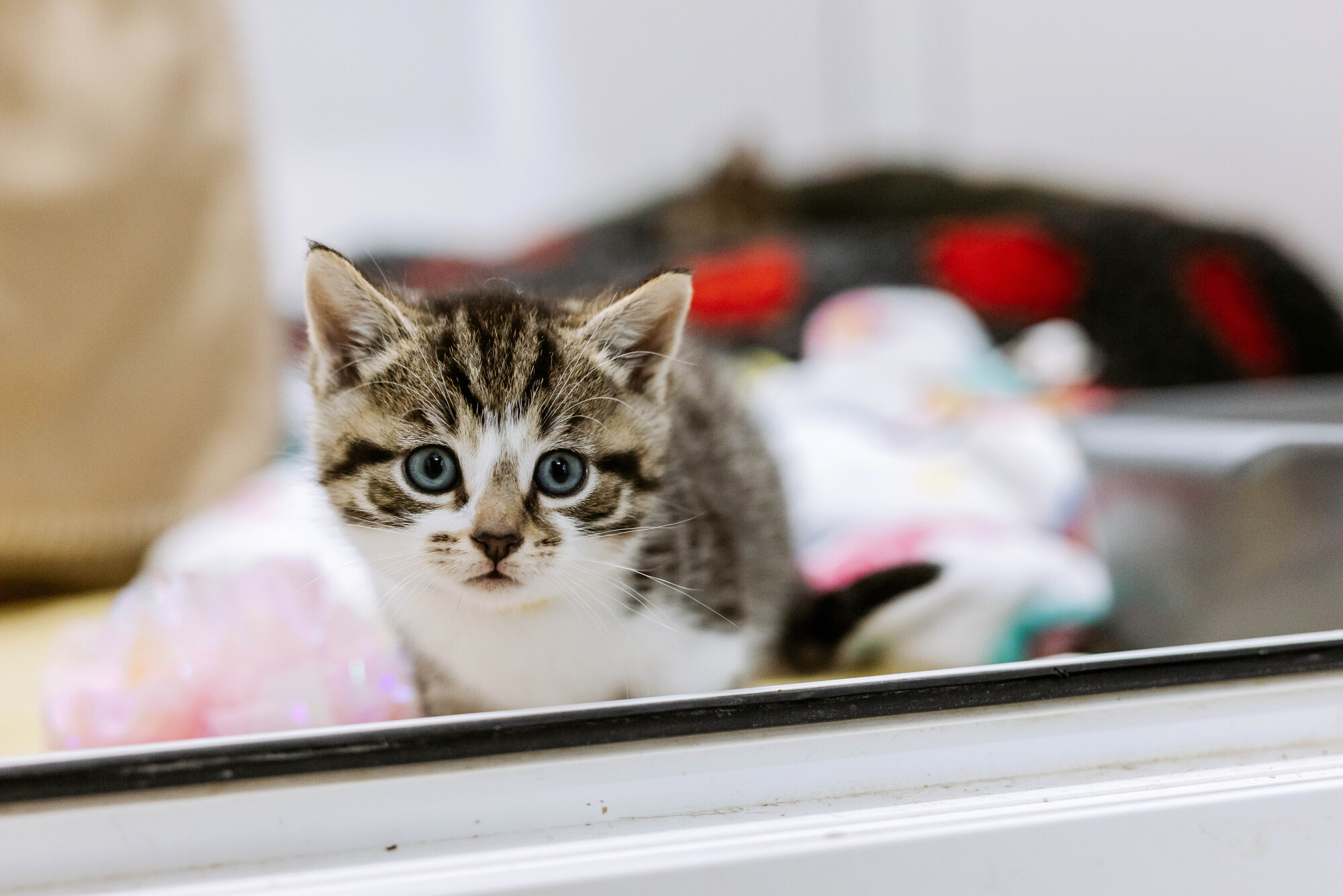 Tabby kitten with blue eyes and a white chest looks out of a cat pen