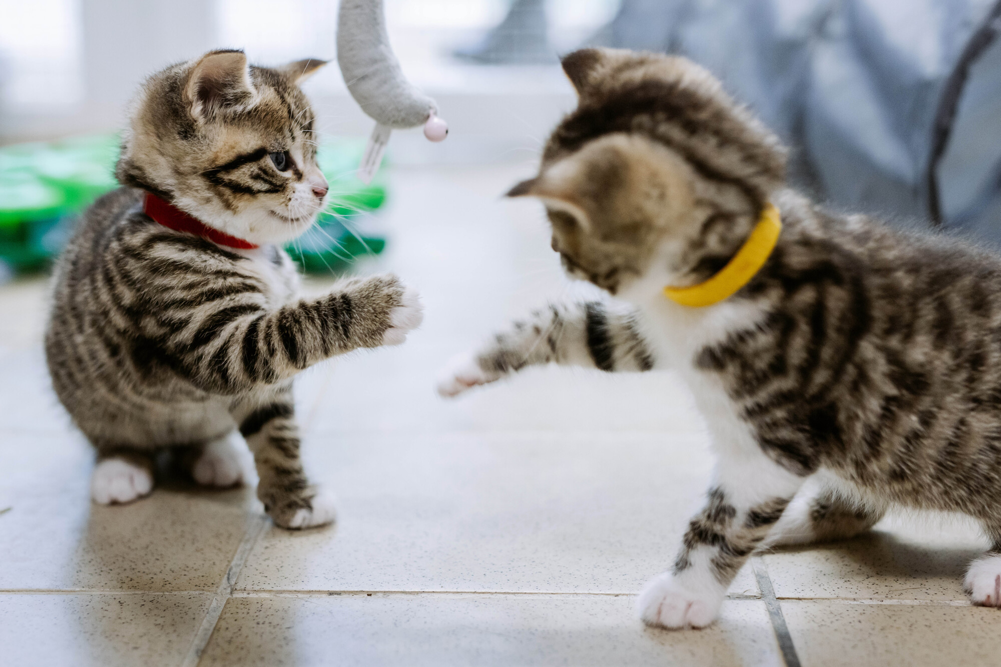 Tabby kittens Starlight and Twinkle play on a tiled floor, both with one paw up in the air as they paw each other