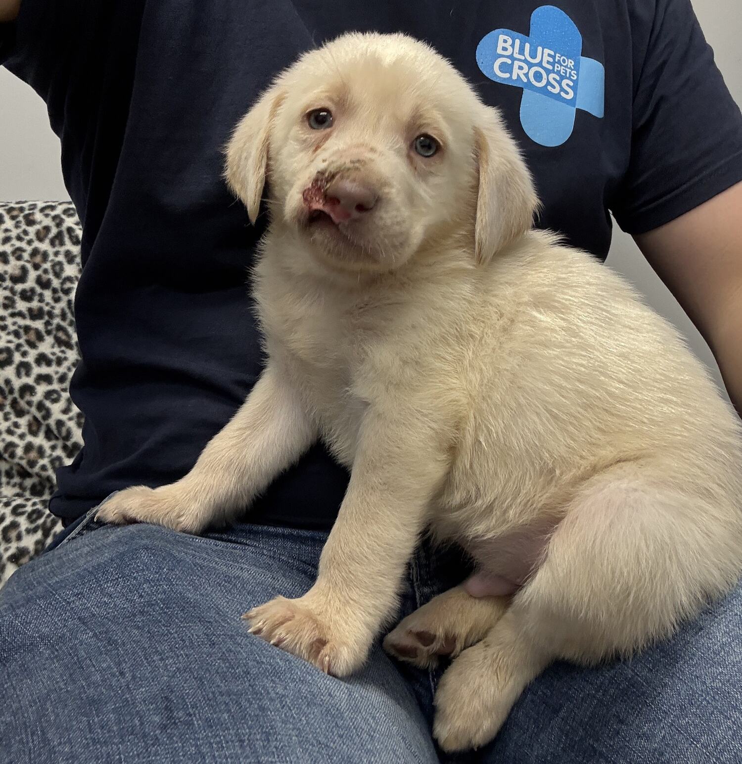 Golden retriever puppy Chance, with an injury visible along his lip to the left of his nose, is sitting on the lap of a Blue Cross team member wearing jeans and a branded t-shirt