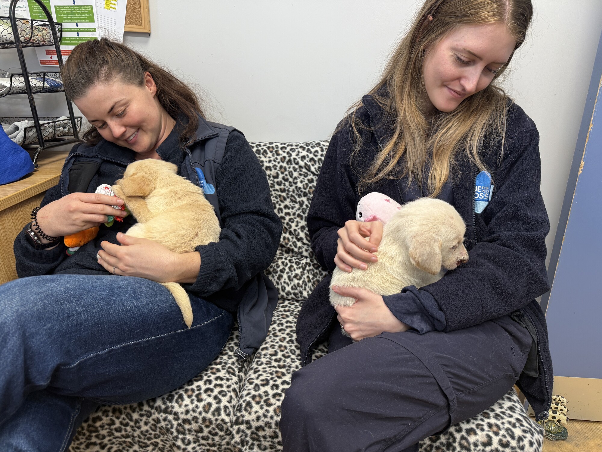 Puppies Hope and Chance are sat on the laps of two Blue Cross team members, who are looking at them smiling. Hope is on the left and Chance is on the right.