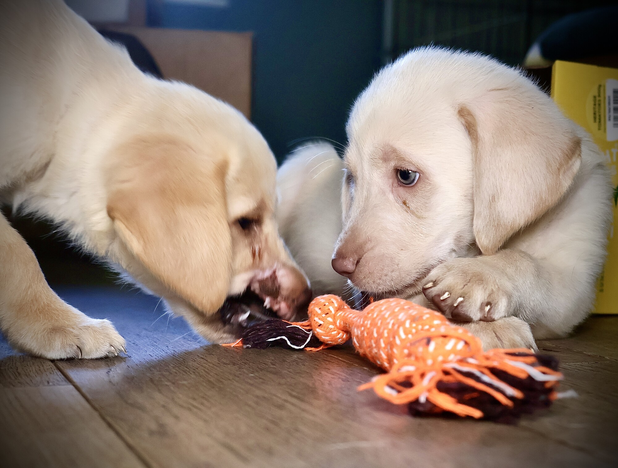 Puppies Hope and Chance playing in foster care. Chance lies on a wooden floor with his paw touching an orange rope toy, while Hope stands and tugs at the end