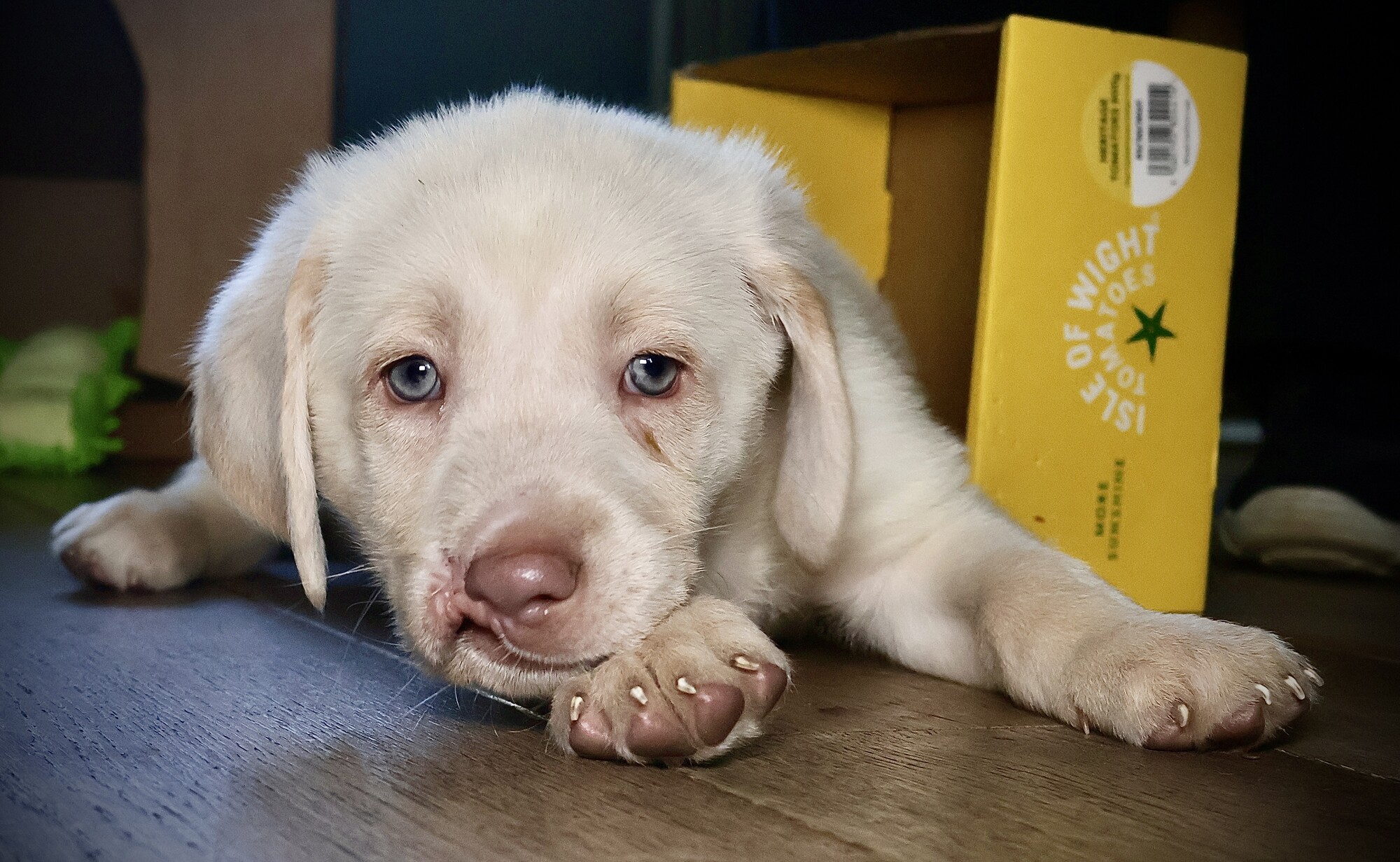 Golden retriever puppy Chance lying on a wooden floor with his injury visible to the left of his nose. A yellow cardboard box is in the background.
