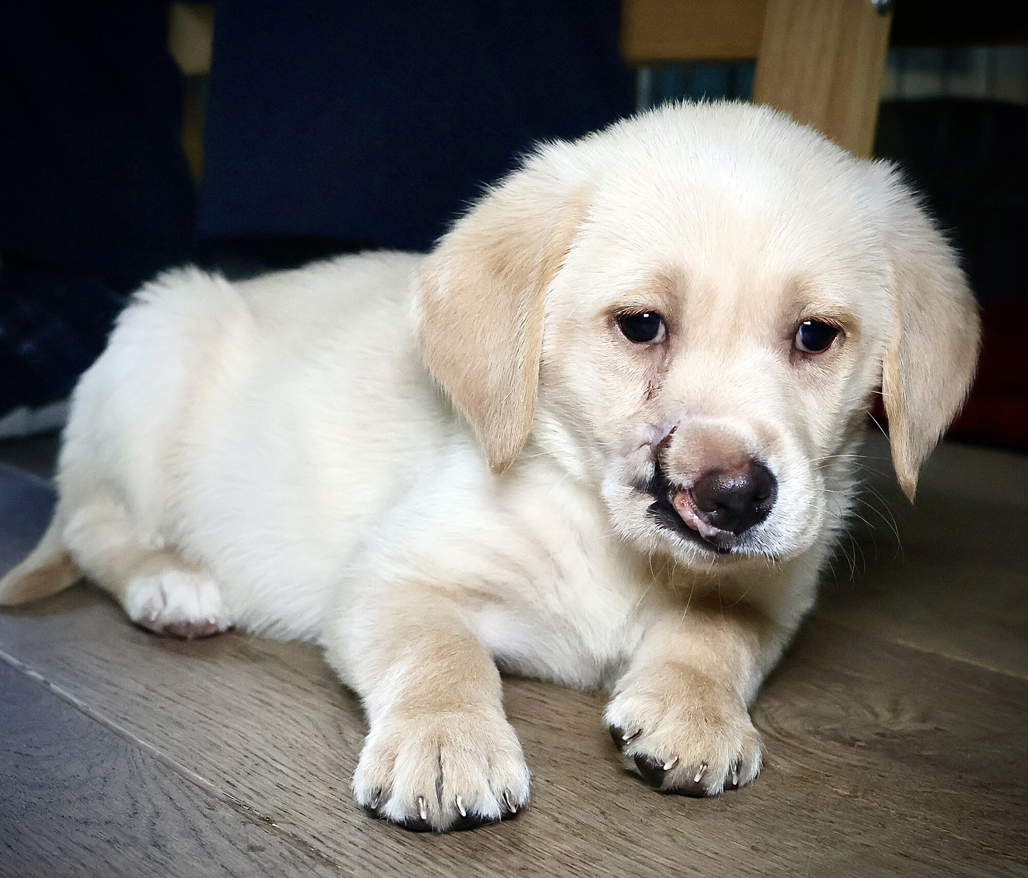 Golden retriever puppy Hope lays on a wooden floor with her injury visible to the left of her nose
