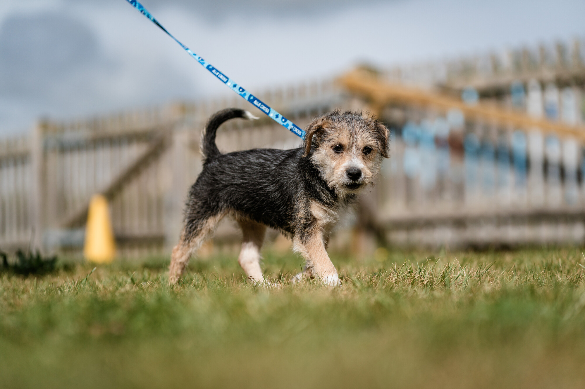 Dog Dennis enjoys a walk in a grassy paddock with a wooden fence in the background. He is on a Blue Cross branded lead and is photographed side-on, with his face looking towards the camera.