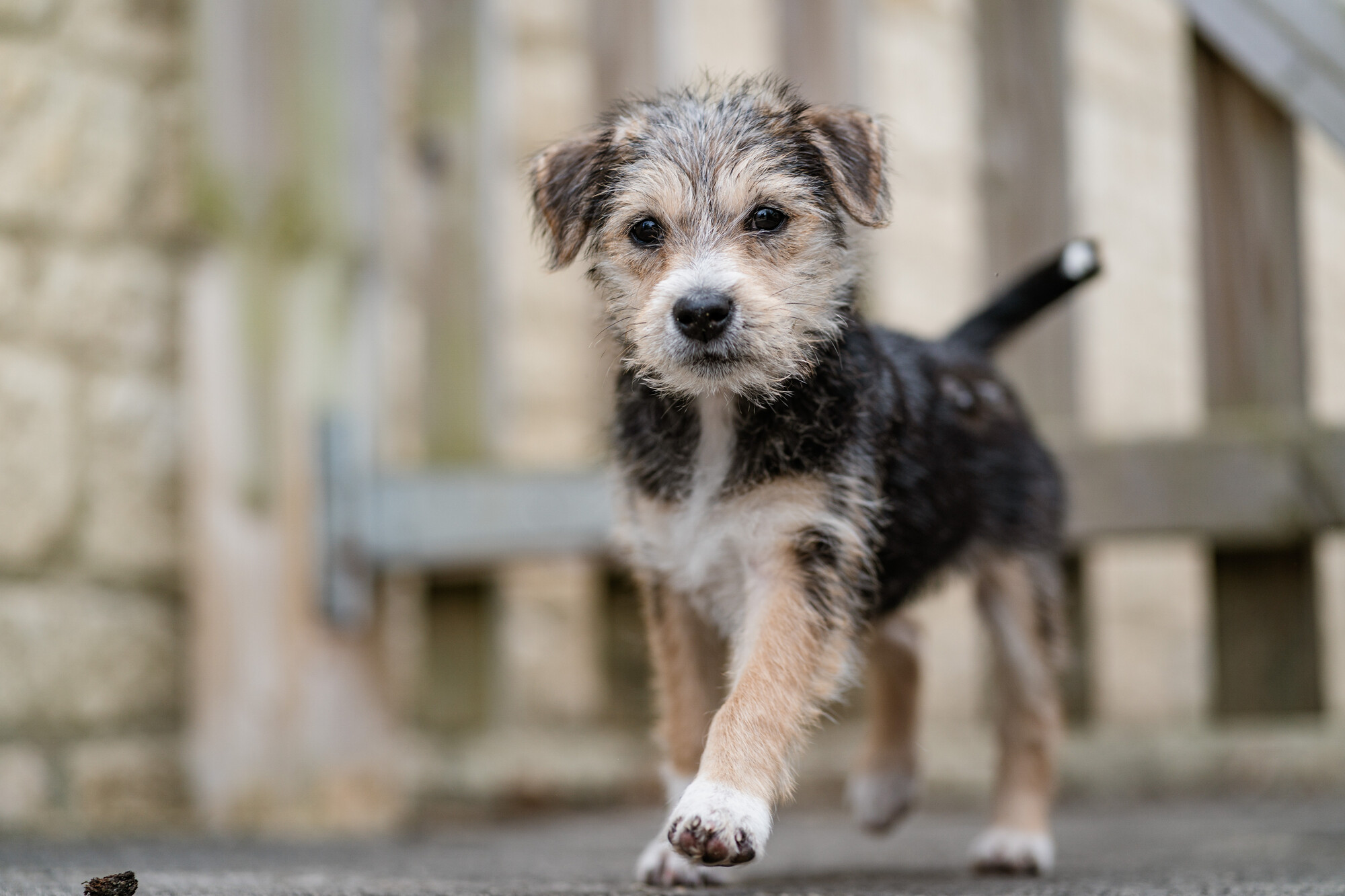 Tan, black and white terrier Dennis happily trots alone along a path with a wooden gate in the background. He has one paw out in front of the other, looking towards the camera.