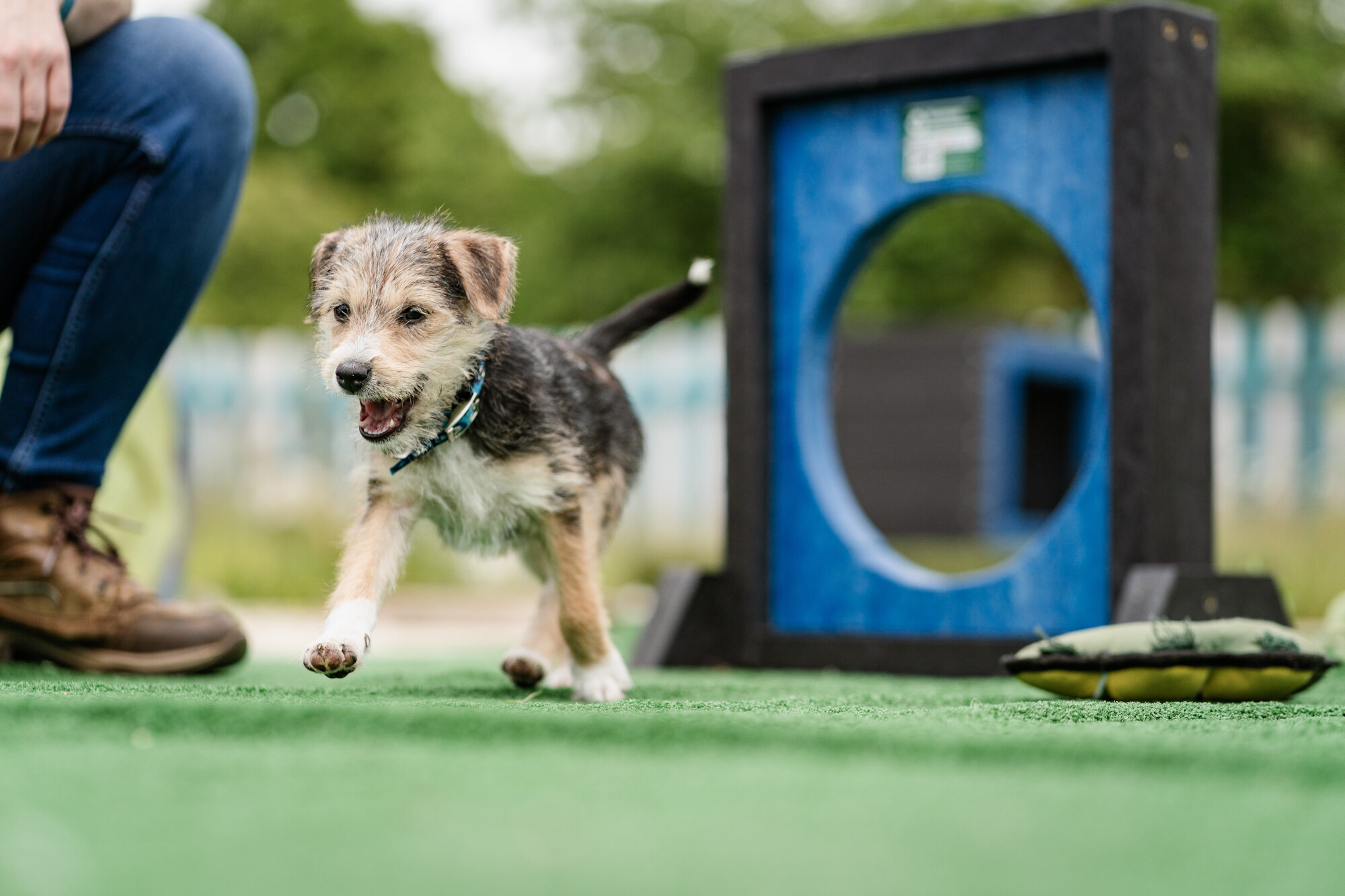 Dog Dennis walks happily over some astroturf at our Burford centre, having just jumped through a blue hoop. He looks happy, relaxed and as if he's smiling.