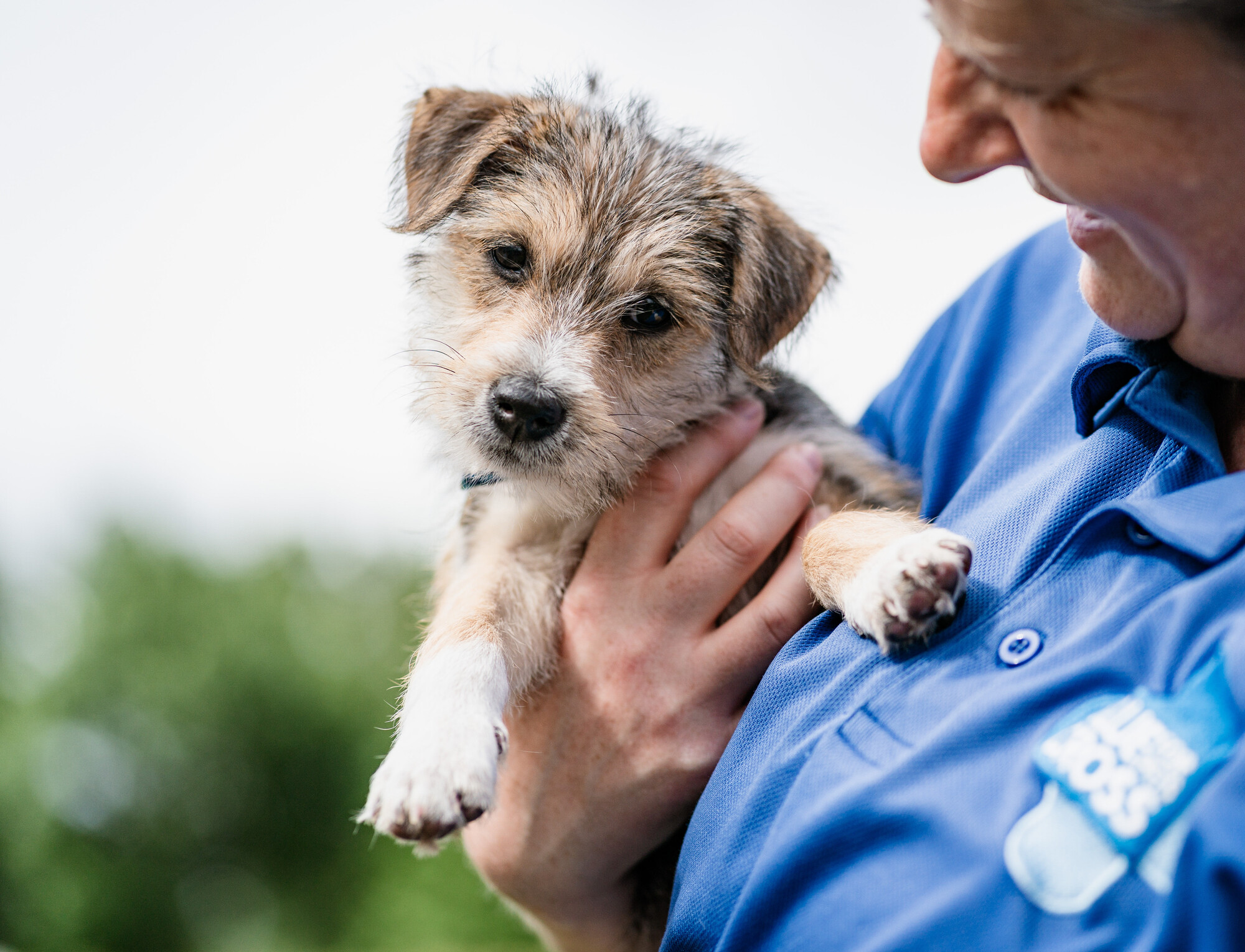 Puppy Dennis is outside, being held by a Blue Cross team member wearing a blue top. Dennis has his head tilted, staring into the camera, while the team member looks down at him smiling.