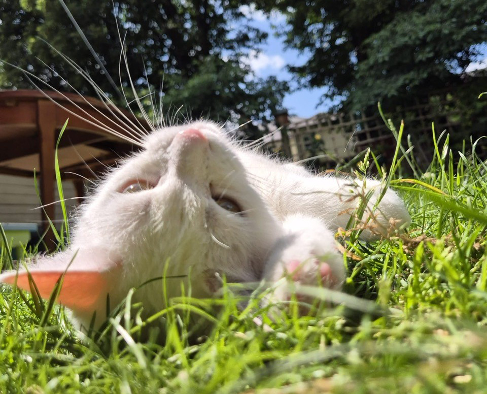 White cat Blanche lying on her back on grass in her garden sunbathing