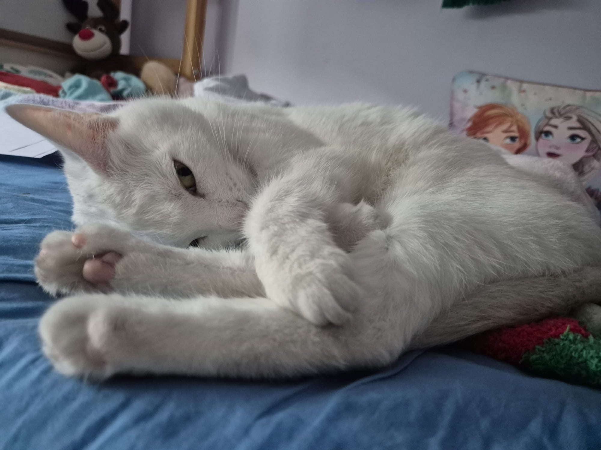 White cat Blanche lying on a bed in a relaxed pose with her legs crossing each other
