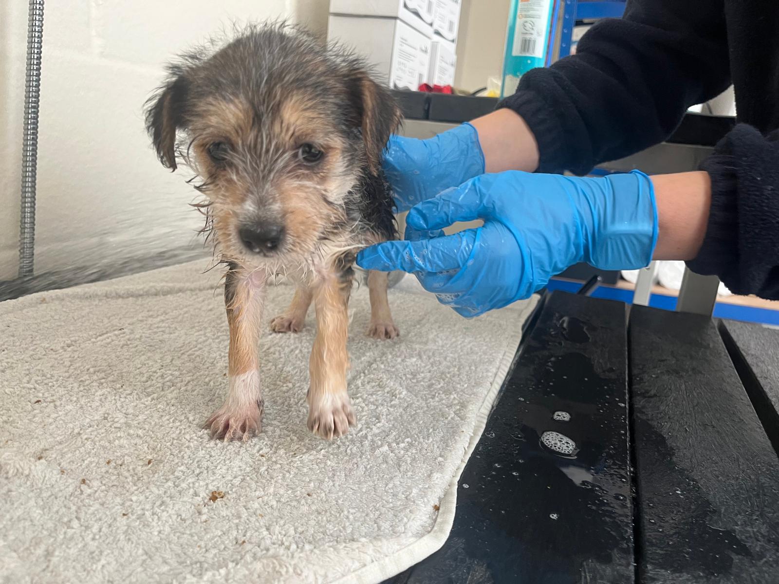 Puppy Dennis when he first arrived in Blue Cross care. He looks dirty and sad, and is stood on a cream towel as a team member wearing blue plastic gloves examines him.
