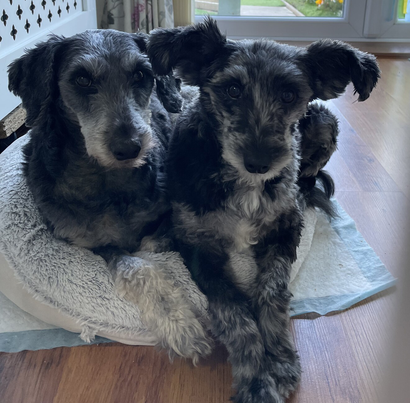Grey dogs Mollie and Dixie curled up together on a grey fluffy bed laid on a wooden floor with a window in the background