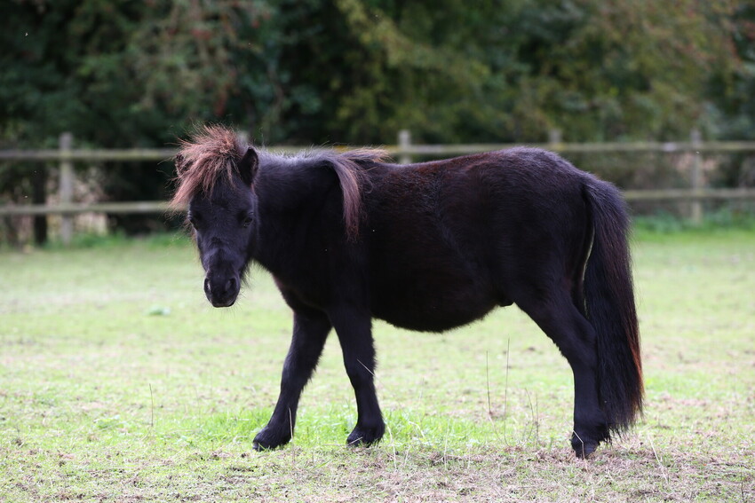 Bay Sheltand pony, Gary, facing side on and looking to camera in a grassy field with a wooden fence and trees in the background