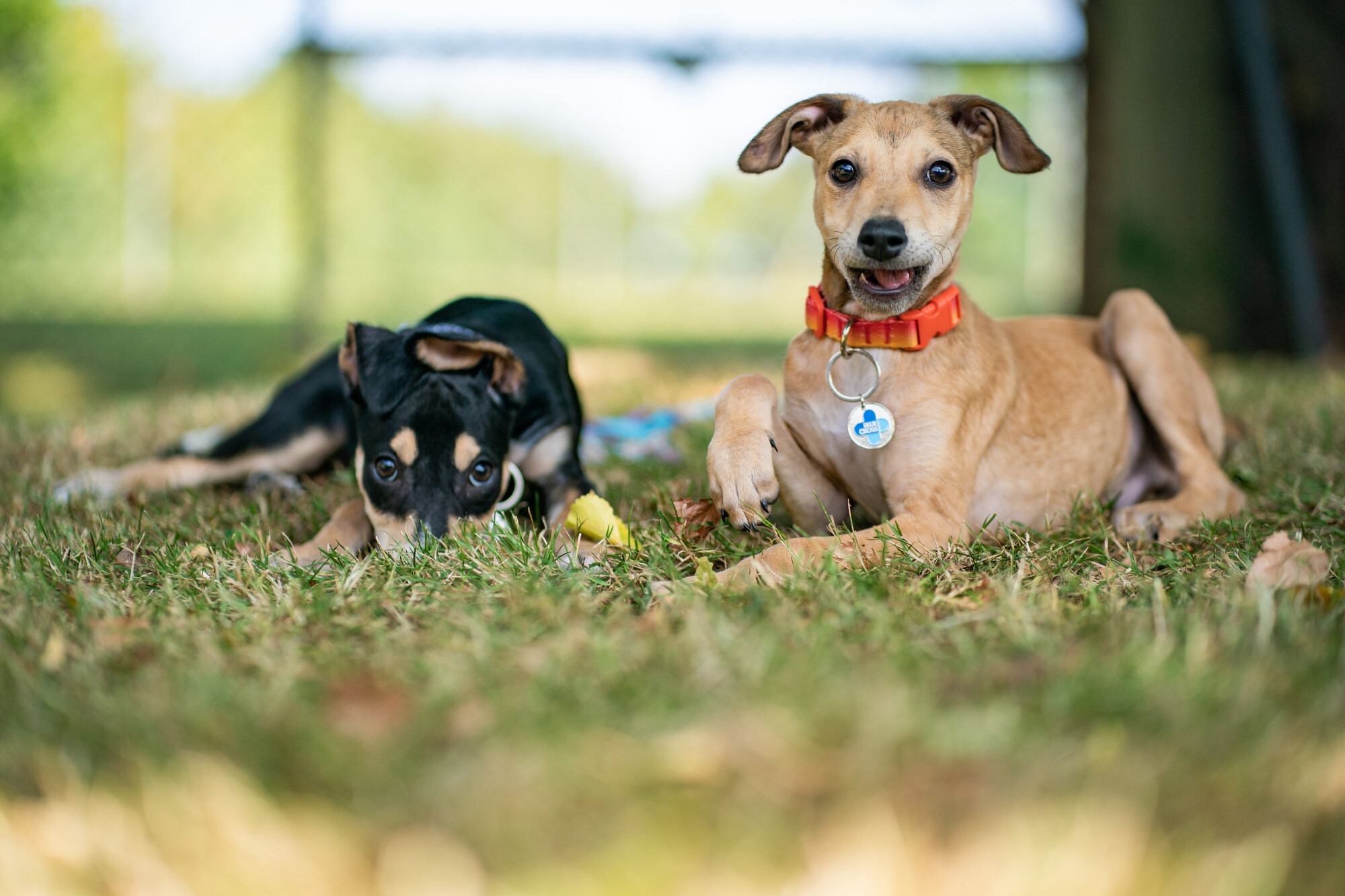 Tan puppy wearing orange collar laying on grass looking forwards with tan and black puppy sibling by his side