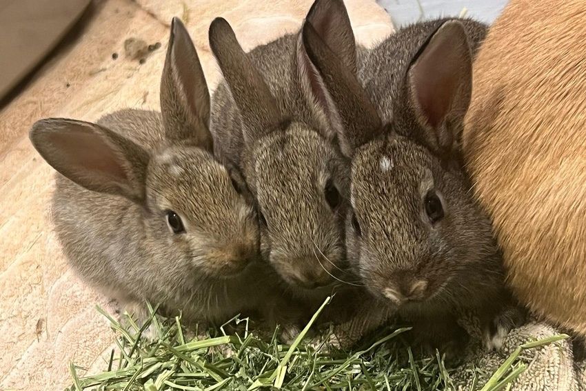 Three young brown rabbits huddled together and looking to camera with some hay in front of them on the floor