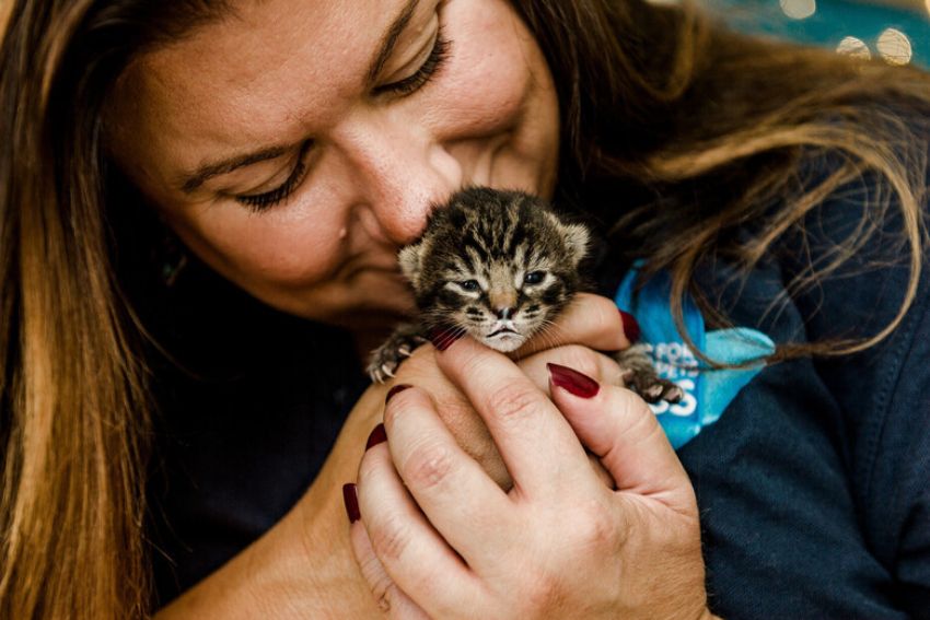 Tiny black and brown stripey kitten being held by a woman