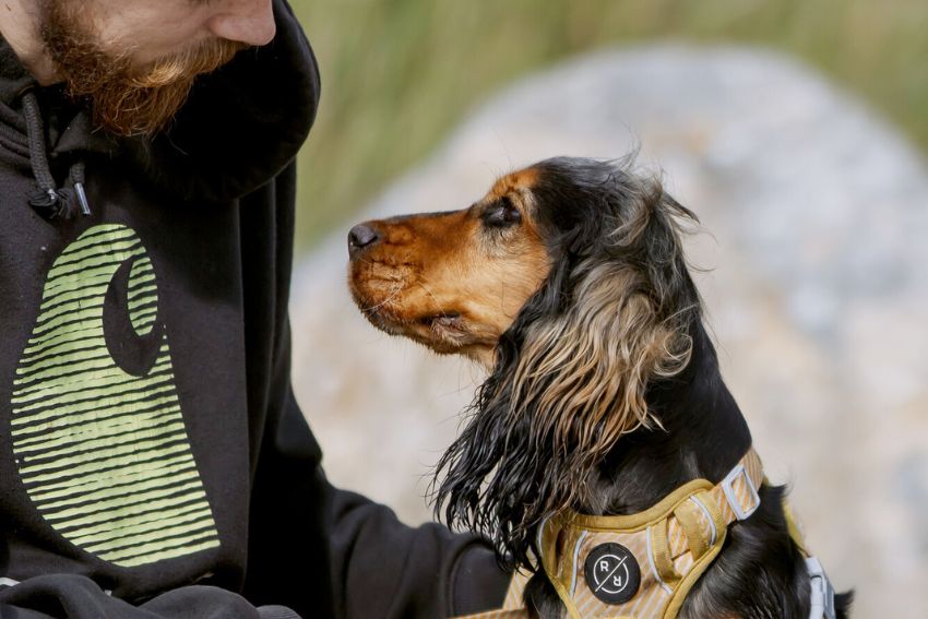 Black and brown spaniel looking into a man's eyes