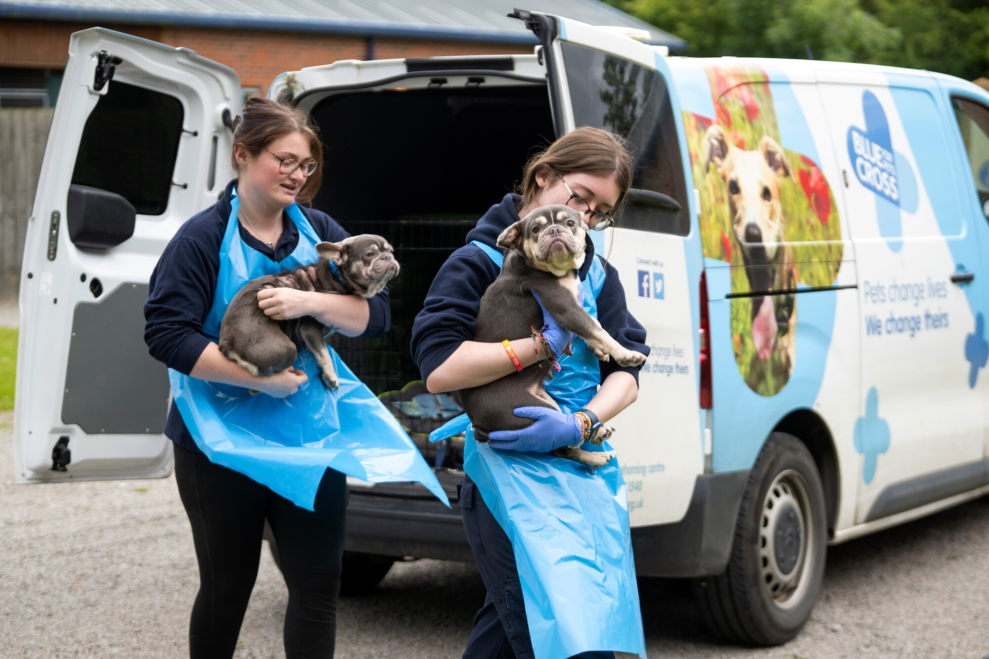 Two French bulldogs are being carried from a Blue Cross branded van by team members wearing blue plastic aprons.
