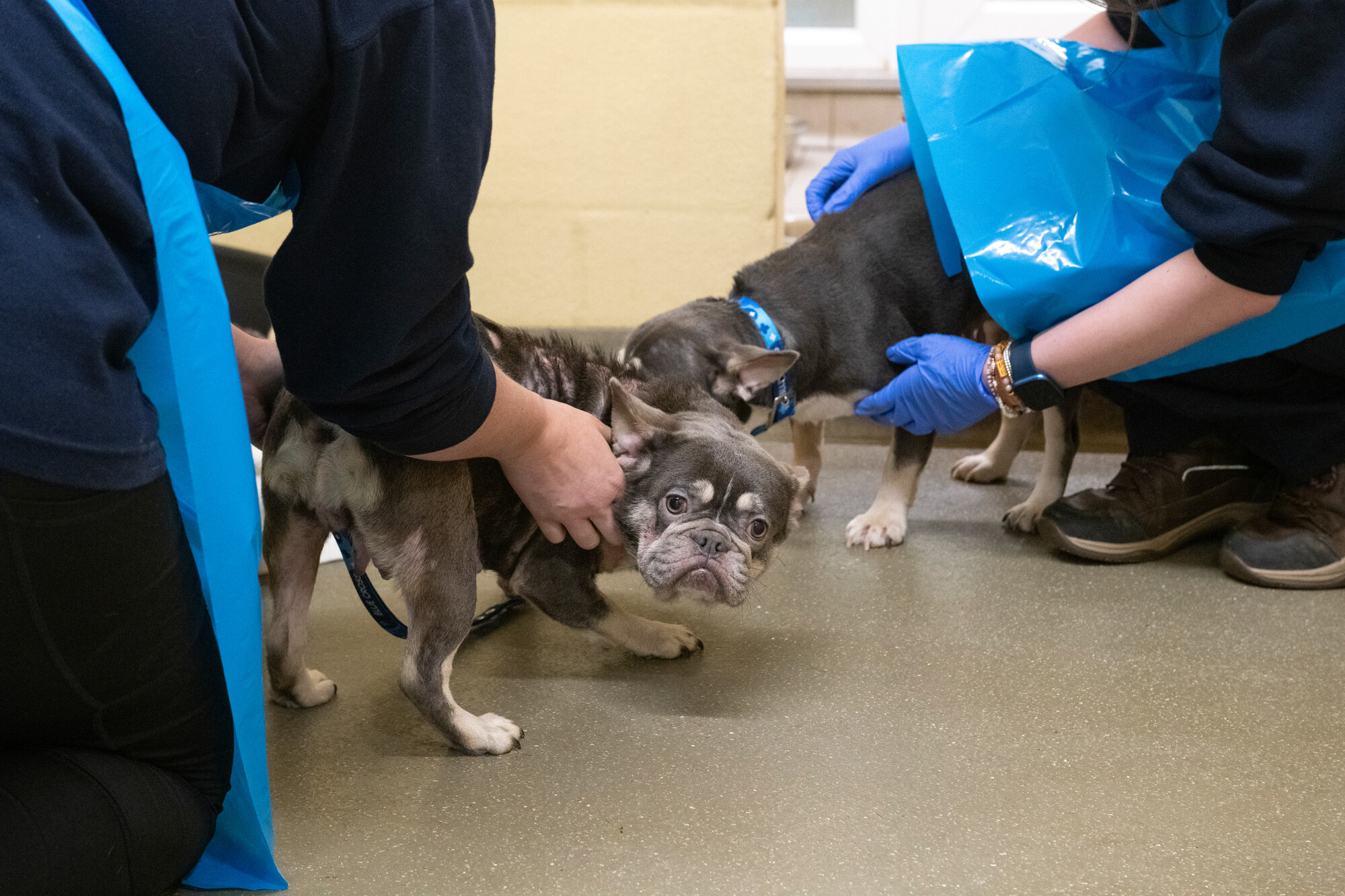 French bulldogs Maude and Ethel are being examined at Blue Cross by two team members wearing blue aprons and gloves due to the dogs having a visible skin condition which could be contagious