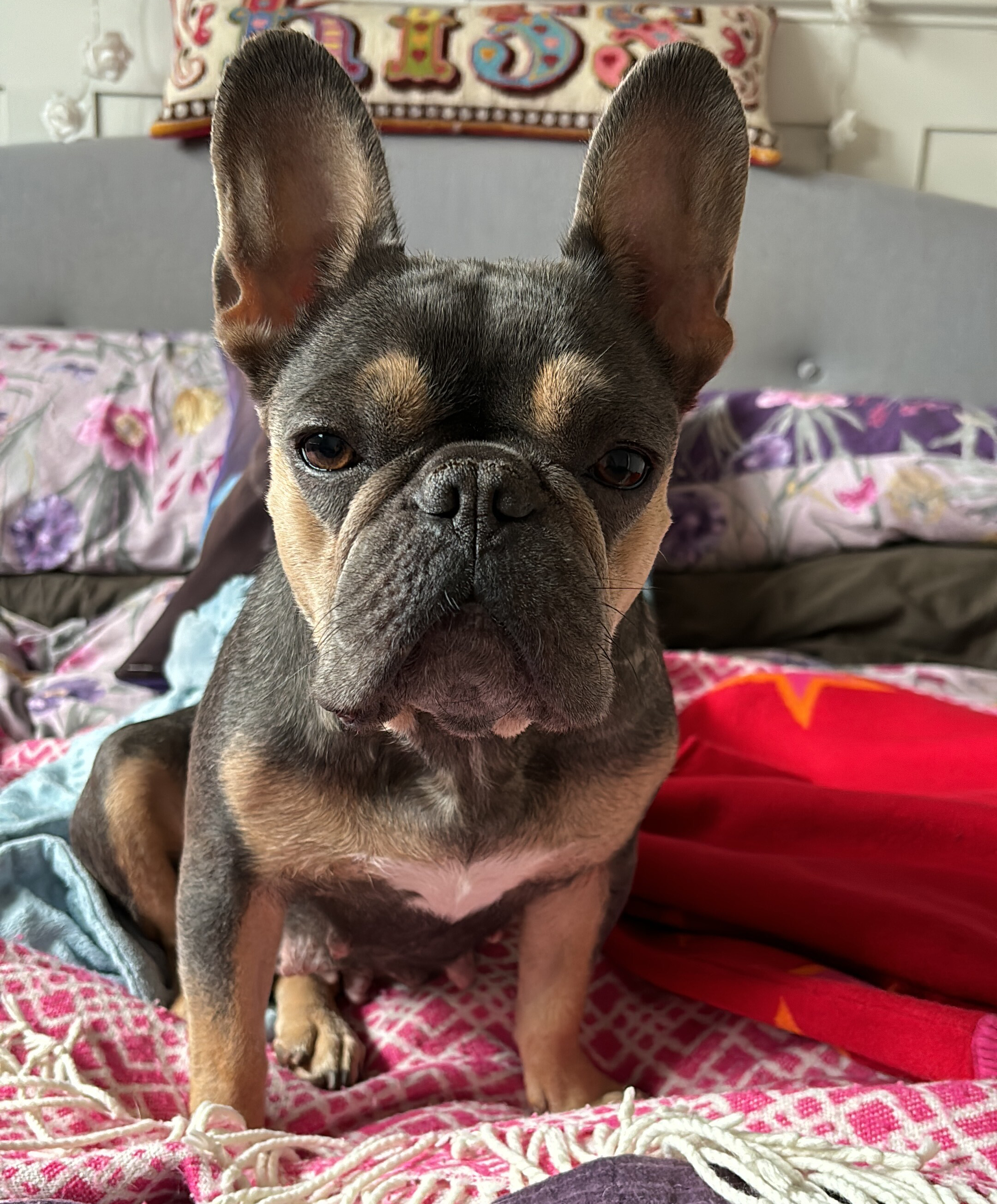 French bulldog Bean is sat on a bed in a foster home on top of brightly coloured bedding
