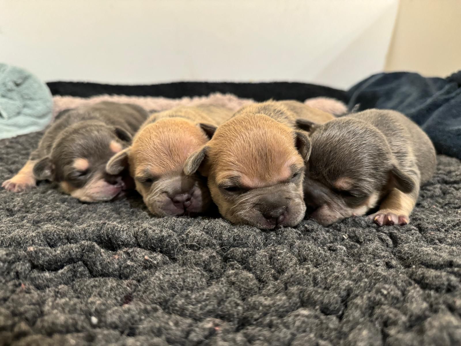 Five french bulldog cross puppies - two black and tan and two predominantely tan - are laying snuggled up together on some grey vet bed