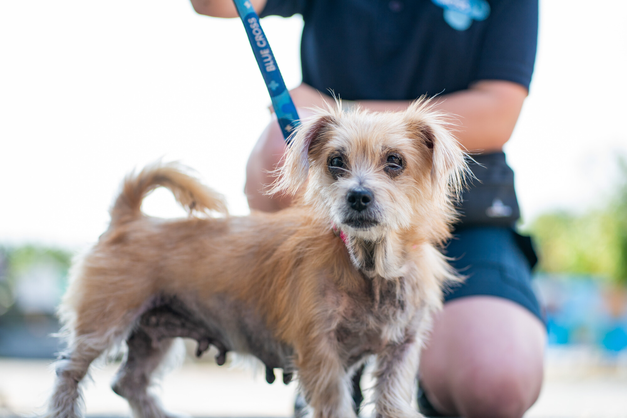 Tan dog Duchess standing outside on lead with a member of Blue Cross staff crouching beside her. You can clearly see her bald skin on her underside.