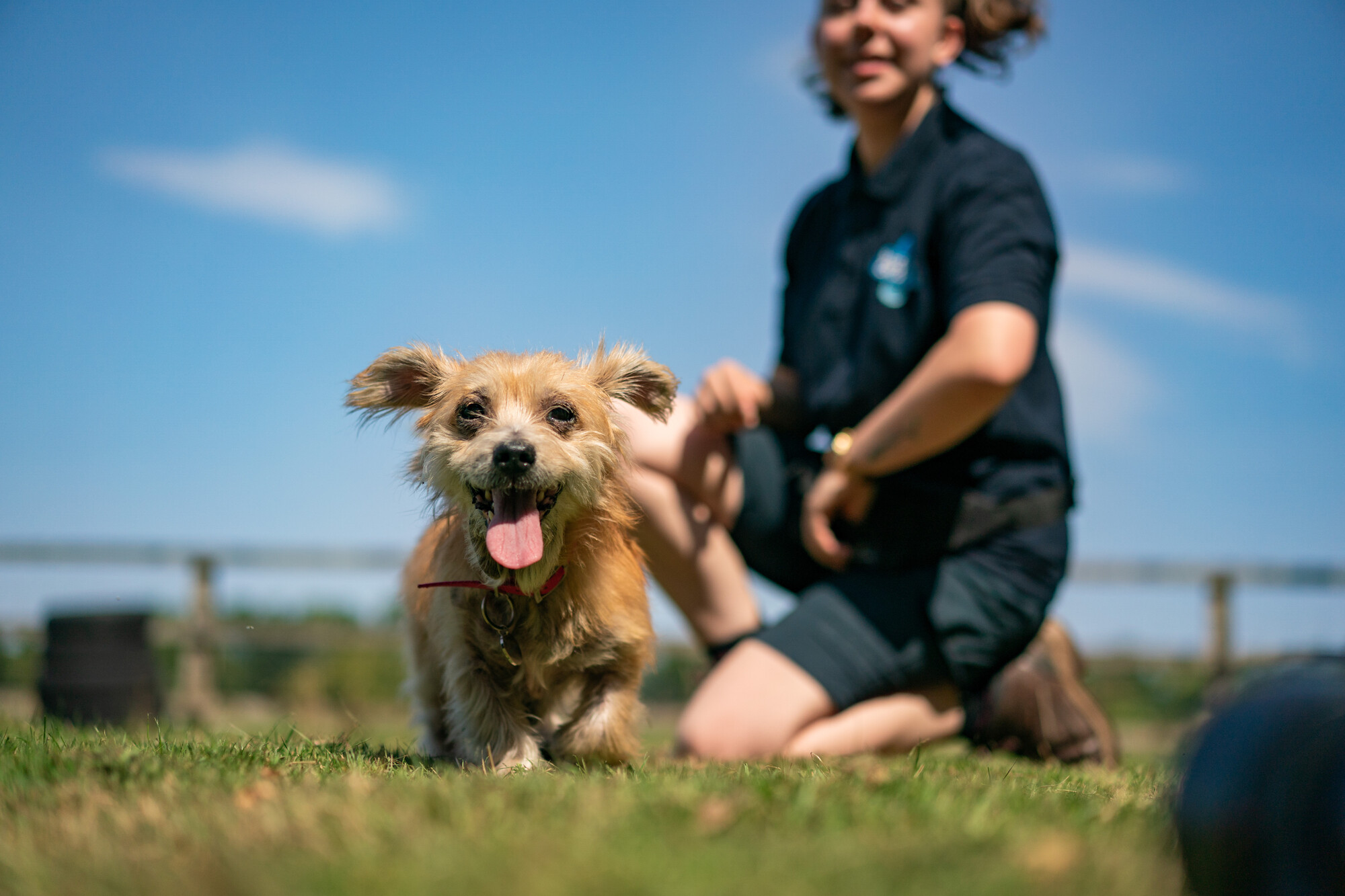 Tan dog Duchess walks across a grassy paddock, with her tongue out and almost looking like she is smiling. A Blue Cross team member is in the background smiling at her, with a backdrop of clear blue skies.