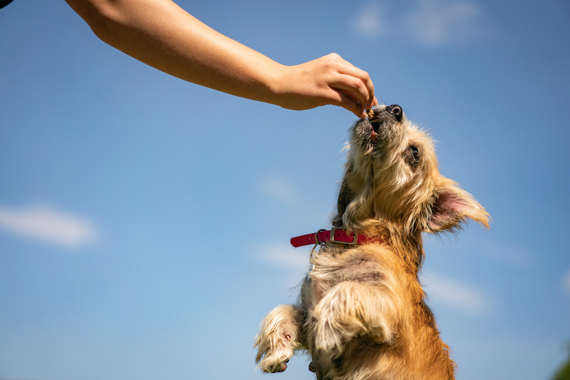 Tan dog Duchess balances on her hind legs to reach up for a treat out of a team member's hand. The background is a clear blue sky.