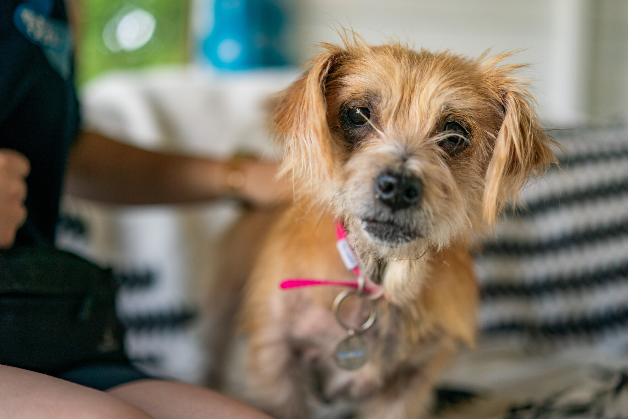 Tan dog Duchess is stood on a sofa beside a Blue Cross team member with a stripey blanket in the background. She looks straight to camera and is wearing a pink collar.