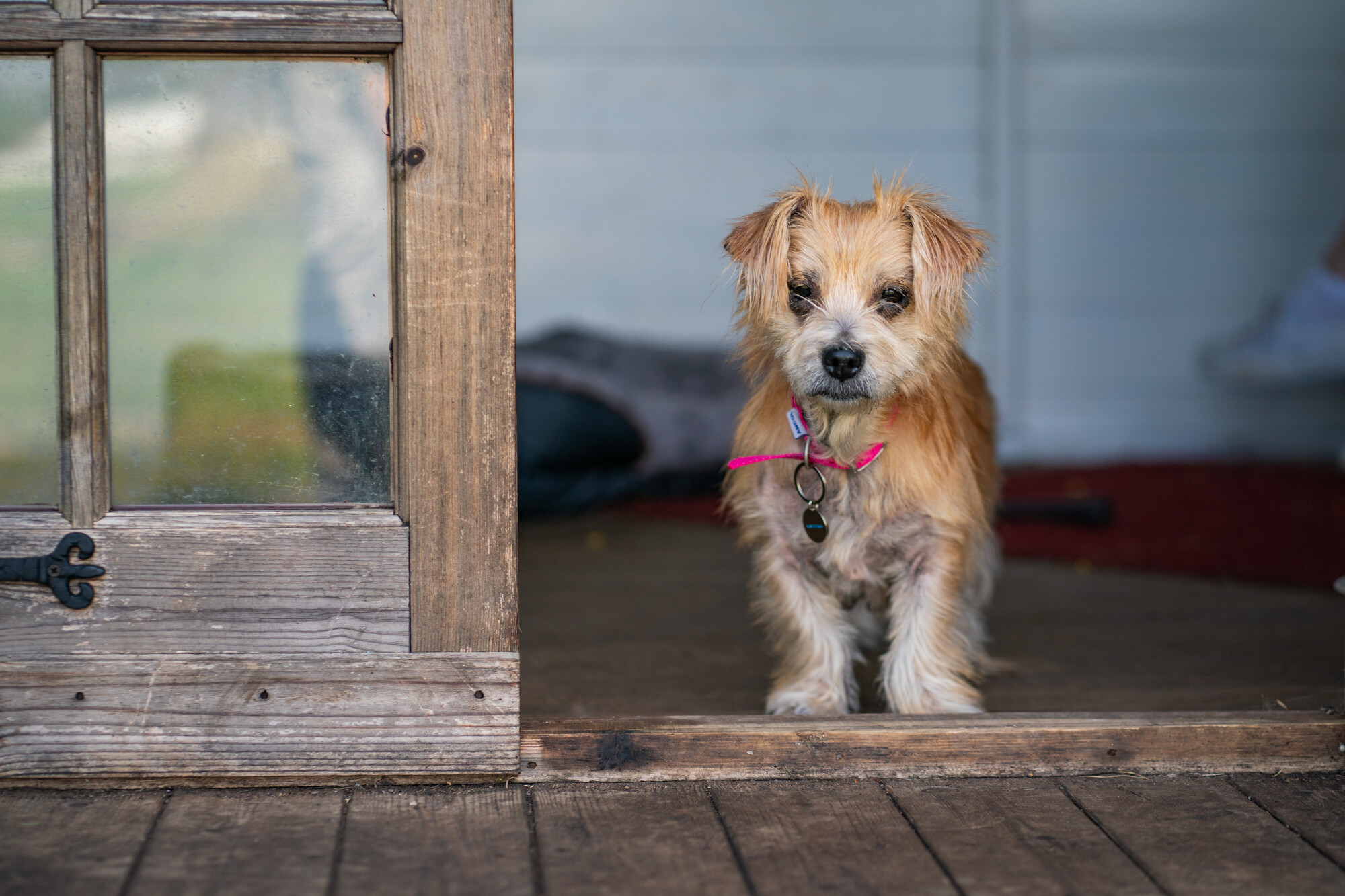 Tan dog Duchess stands at a doorway behind a wooden decking area. She is looking forwards and wearing a pink collar.