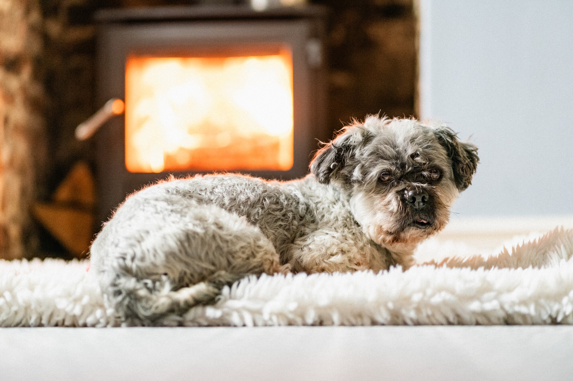 Grey dog Jeremy is laying on a fluffy cream rug in front of the roaring flames of a log burner