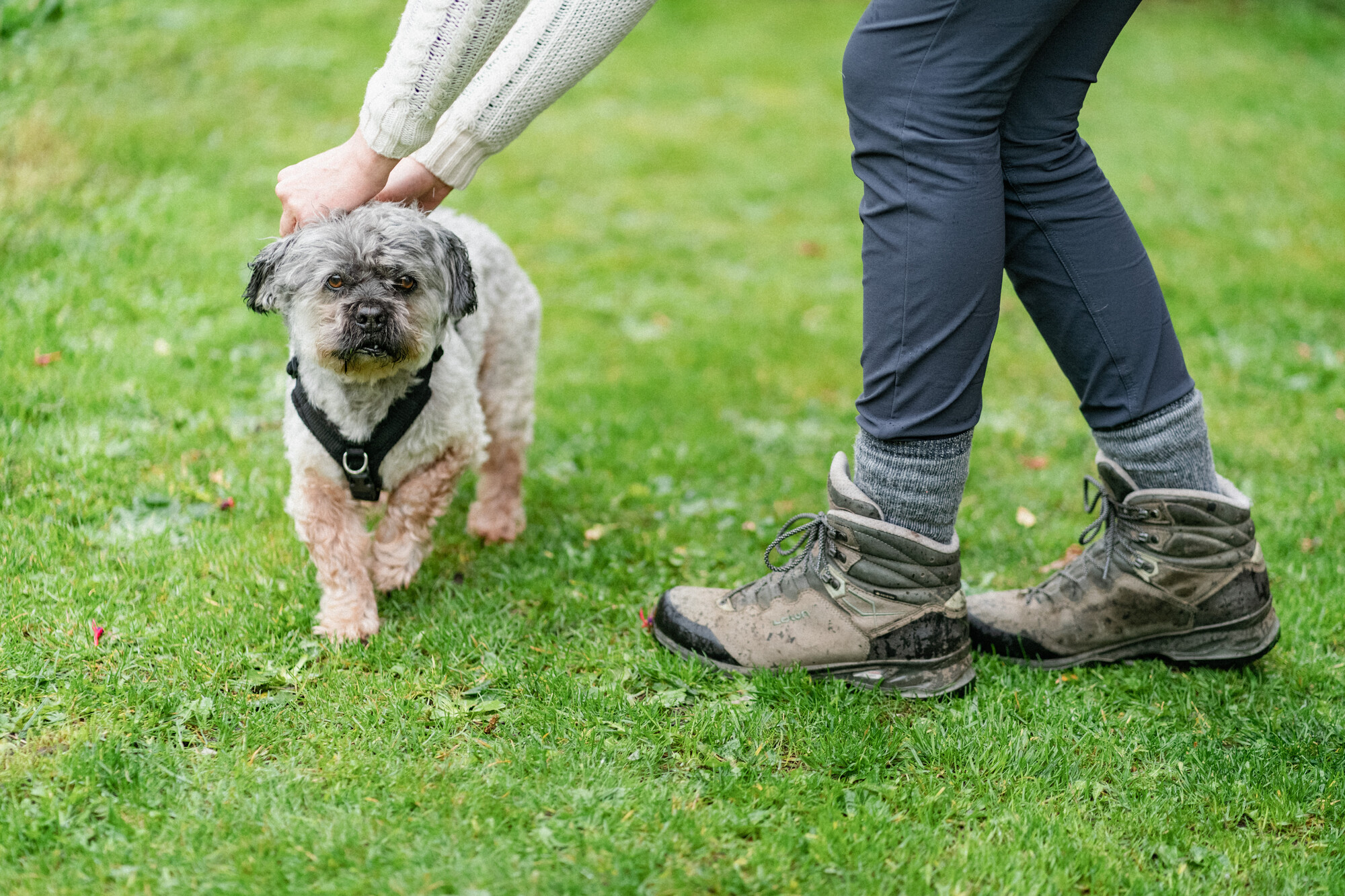 Grey dog Jeremy stands in the garden as his owner clips on a harness ready for a walk