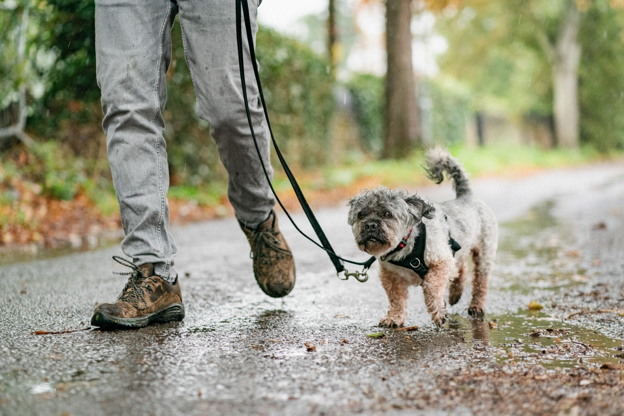 Jeremy is out on a walk along a country lane with his tail high in the air. He is on lead and walking beside his owner. The ground is wet with rain.