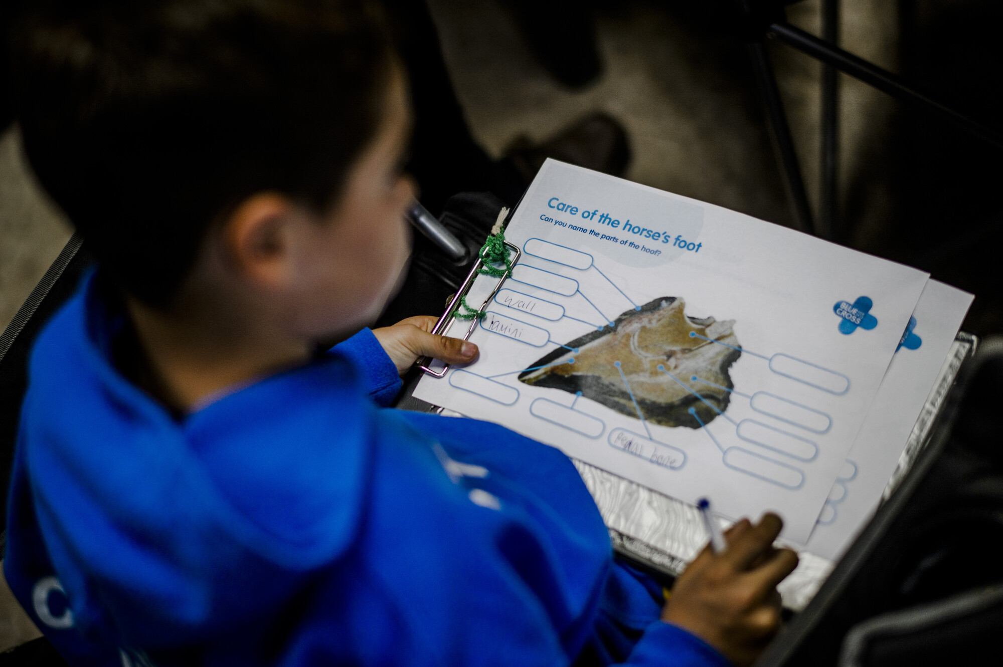 A child learning about horse care while holding a Blue Cross educational activity sheet on a clipboard