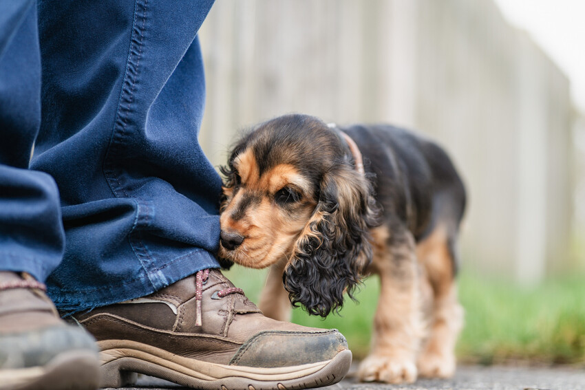 Black and brown spaniel sniffing at a man's legs with grass and a wooden fence in the background