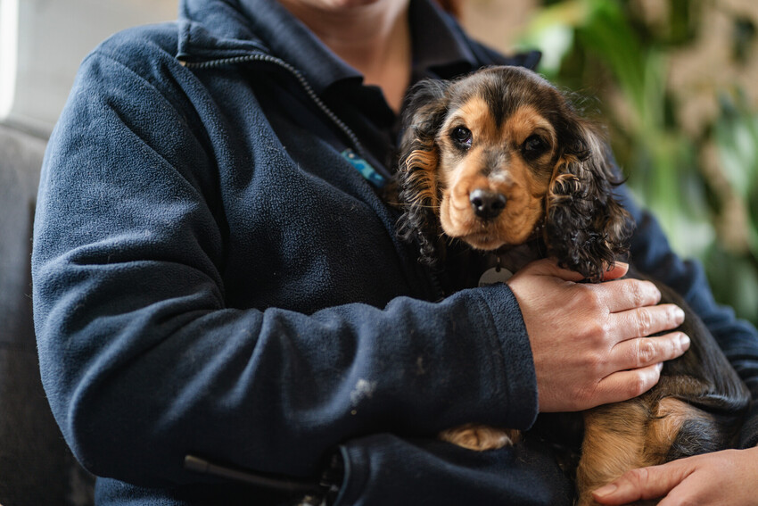 Black and brown spaniel puppy being held while sitting in a woman's lap on a sofa, looking to camera